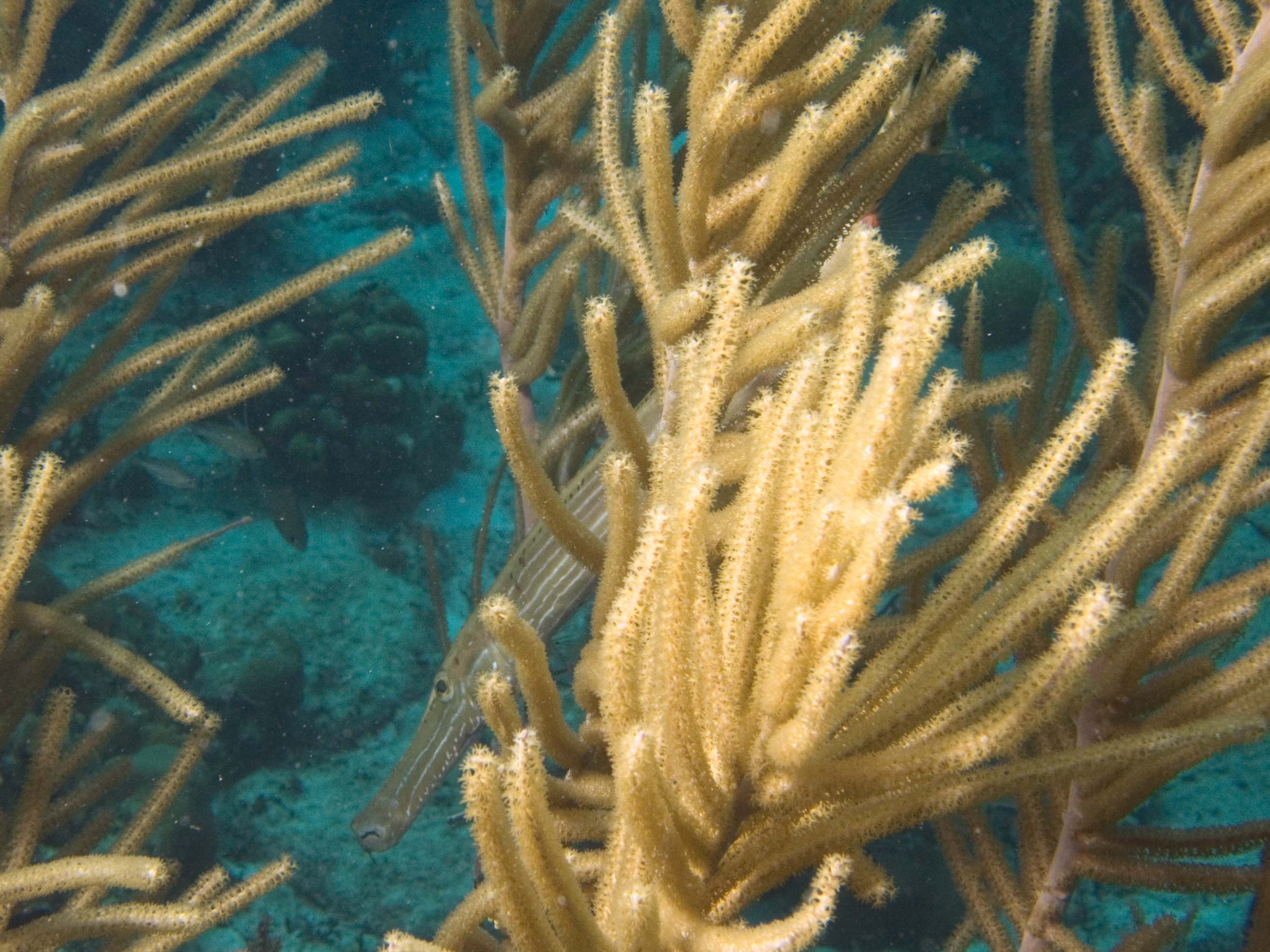 gal/Bonaire 2006/TrumpetandWhipsCropped5x3.jpg